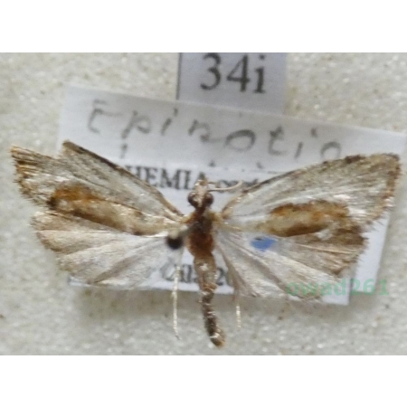 Epinotia solandriana (Linnaeus, 1758) Czech34i